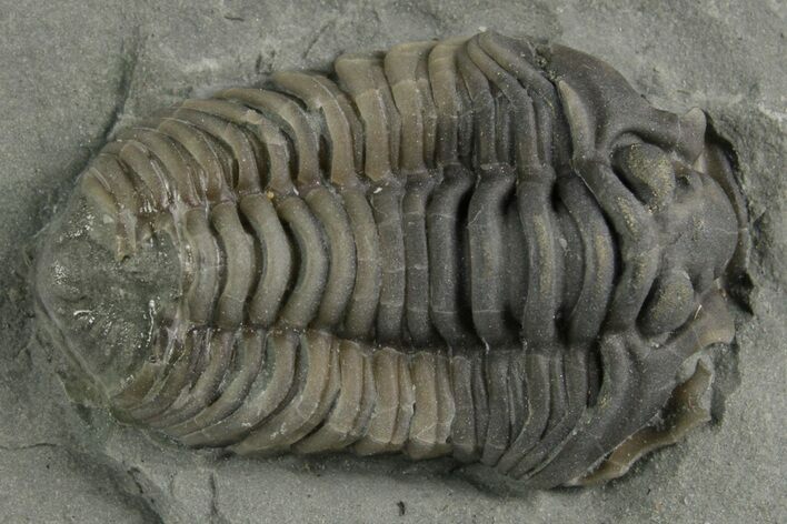 Flexicalymene Trilobite - Mt Orab, Ohio #347314